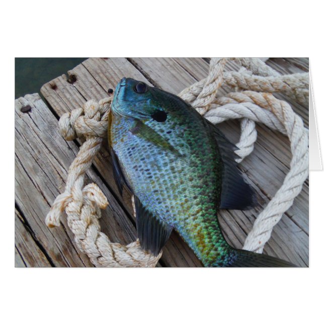 bluegill on dock (Front Horizontal)