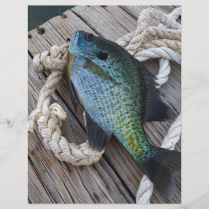 bluegill on dock