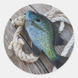 bluegill on dock classic round sticker