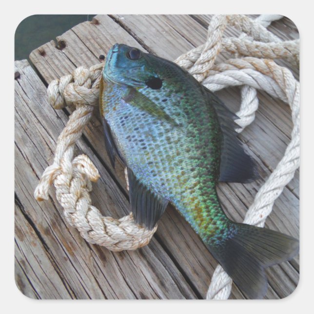 bluegill on dock square sticker (Front)
