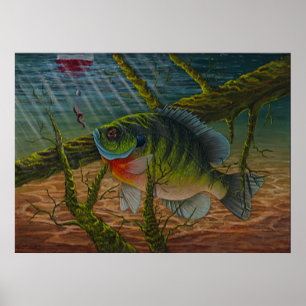 Bluegill print