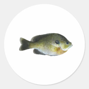 Bluegill Sunfish Photo Classic Round Sticker