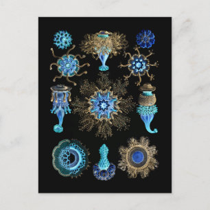 Bluegreen  Siphonophorae Postcard