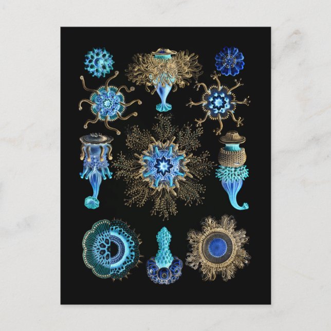 Bluegreen  Siphonophorae Postcard (Front)