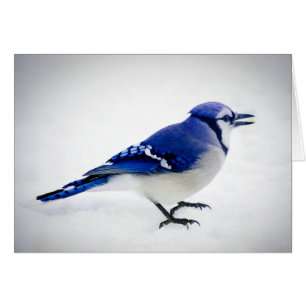 BlueJay