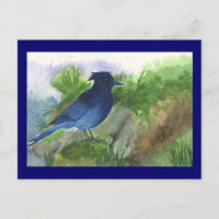 Bluejay In Muskeg