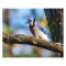 Bluejay