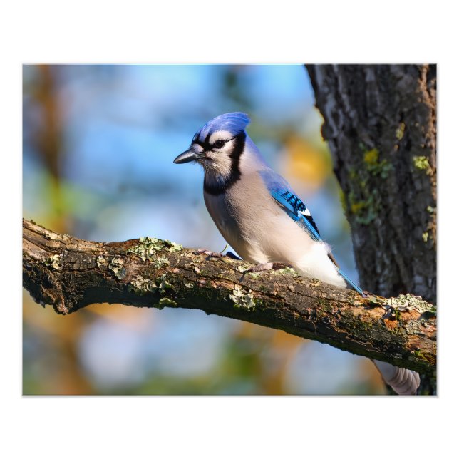 Bluejay Photo Print (Front)