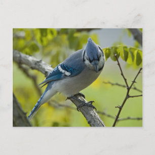 Bluejay Postcard