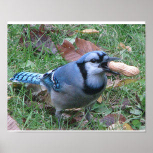Bluejay Poster