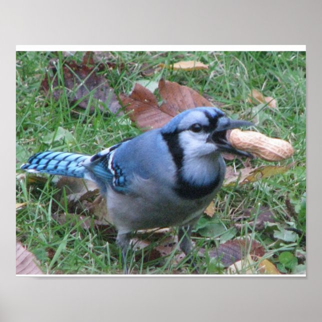 Bluejay Poster (Front)