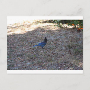 Bluejay with food, Lake Arrowhead, CA Postcard