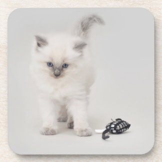 Bluepoint Ragdoll Kitten Coaster