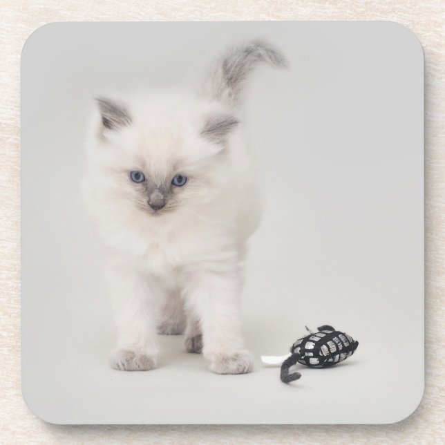 Bluepoint Ragdoll Kitten Coaster (Front)