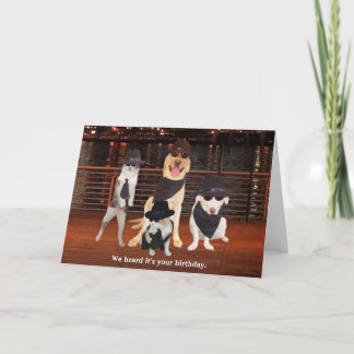 Blues Brothers Dogs & Cats Card