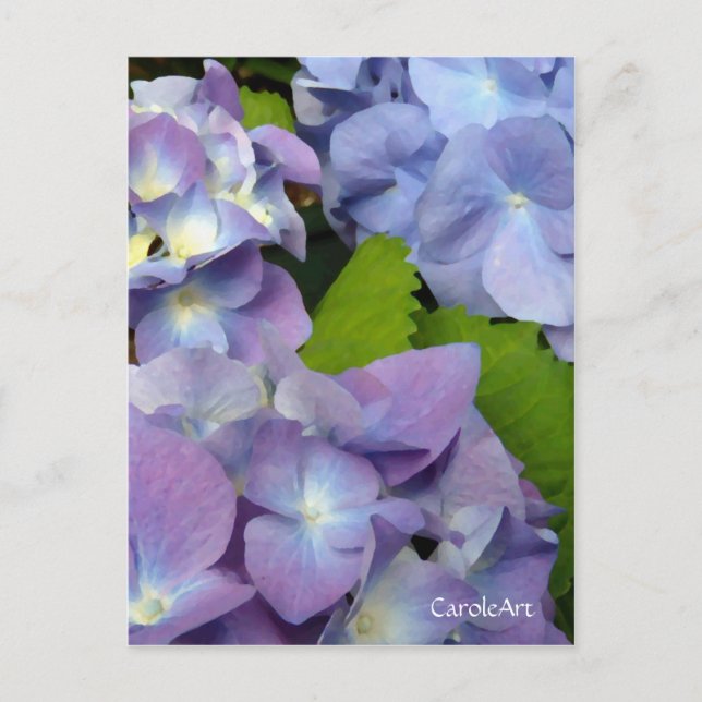 Bluest Blue Hydrangeas Postcard (Front)