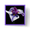 Bluest Purple Iris
