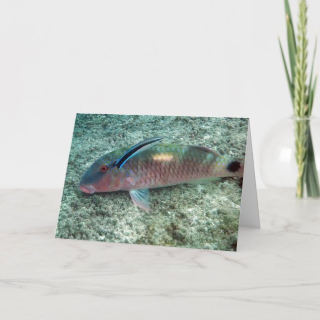 Bluestreak Cleaner Wrasse (Labroides dimidiatus) Card (Front)