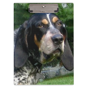 Bluetick Coonhound.png Clipboard