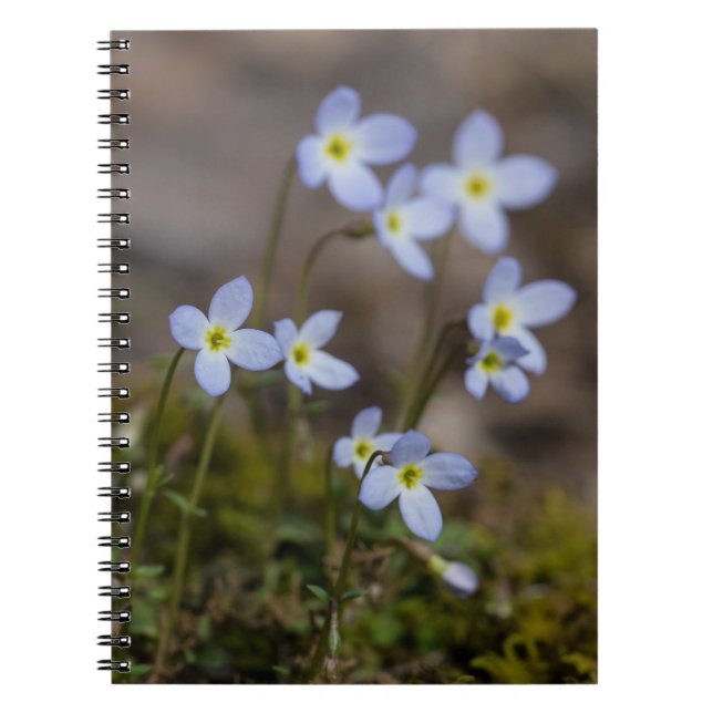Bluets Little Purple Flowers Wildflower Notebook (Front)