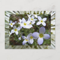 bluets
