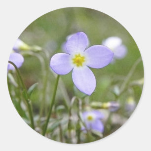 Bluets - Quaker Ladies Classic Round Sticker