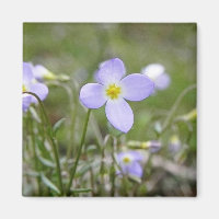 Bluets - Quaker Ladies
