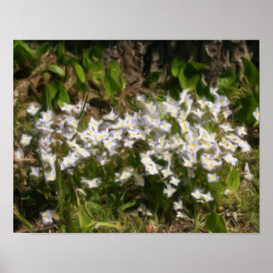 Bluets Tiny Blue Flowers Oil Photo Painting Poster