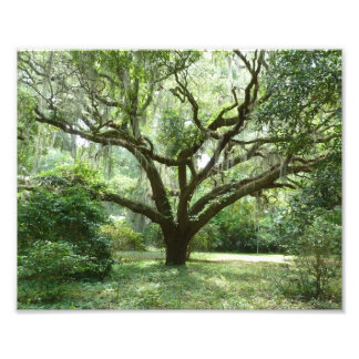 Bluffton Summer Afternoon Photo Print