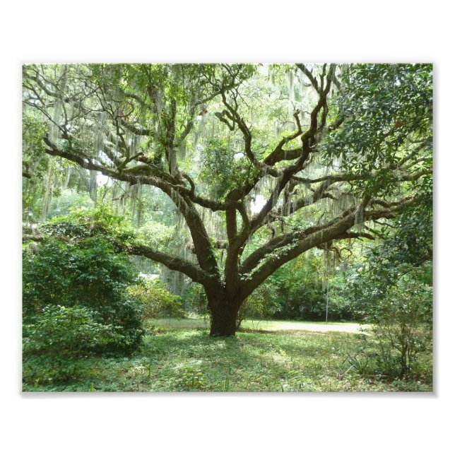 Bluffton Summer Afternoon Photo Print (Front)