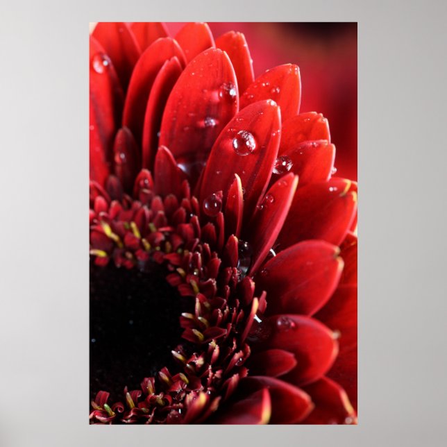 Blume Poster (Front)