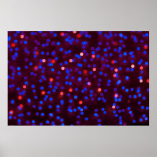 Blurred glittering christmas lights. Blurred abstr Poster