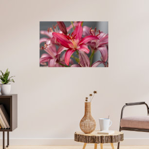 Blush Elegance: Pink Asiatic Lily Flower Photo Poster