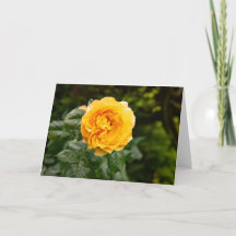Blush Garden Rose Print
