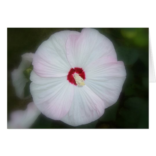 Blush Hibiscus Card
