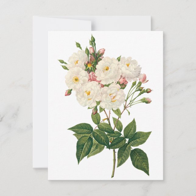 Blush Noisette Rose by Redoute Invitation (Front)