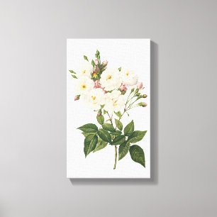 blush noisette rose(Rosa noisettiana) by Redouté Canvas Print