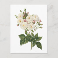 blush noisette rose(Rosa noisettiana) by Redouté