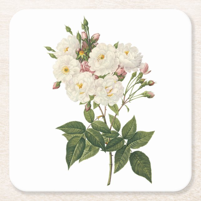 blush noisette rose(Rosa noisettiana) by Redouté Square Paper Coaster (Front)
