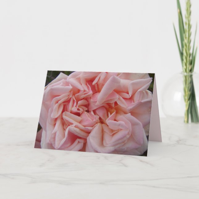 Blush Pink Cabbage Rose Roses Pastel Flower Card (Front)