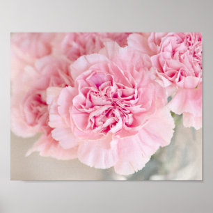 Blush Pink Carnations Poster