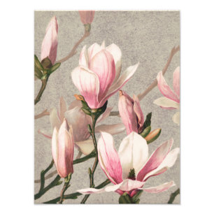Blush Pink Magnolia Blooms on Charcoal Grey Photo Print