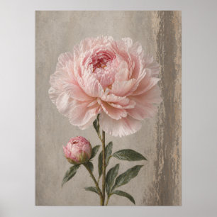 Blush Pink Peony Bloom with Bud Botanical Poster