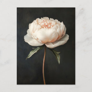 Blush Pink Peony Botanical Painting Postcard