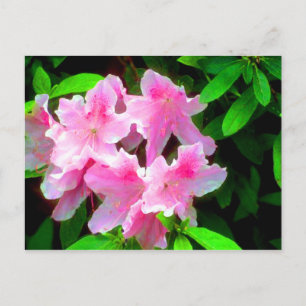 Blush Pink Postcard