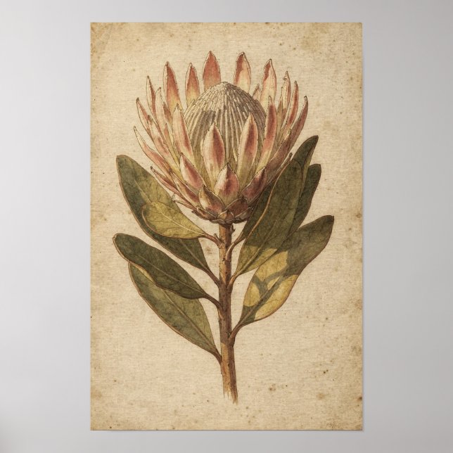 Blush Protea Flower Botanical Poster (Front)