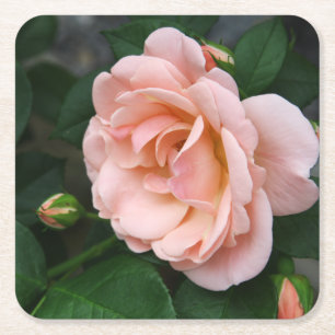 Blush Rose Floral Paper Coaster