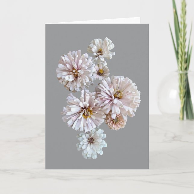 Blush Zinnia Folded Greeting Card (Front)