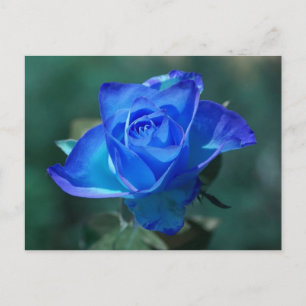 Blushed Blue Rose Postcard