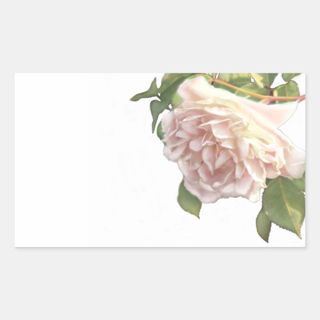 Blushing Ivory Peach Rose Rectangular Sticker (Front)